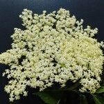 Sambucus nigraFlower