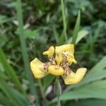 Trimezia martinicensis Квітка