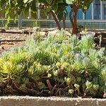Dudleya edulis Hoja