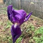 Iris pumila Blüte
