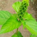 Acalypha alopecuroidea Blatt