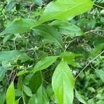 Cornus foemina Leaf