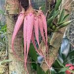 Bulbophyllum longiflorum Květ