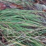 Carex flacca Blatt