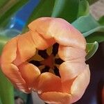 Tulipa gesneriana Kvet