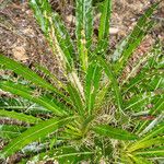 Ptilostemon casabonae Leaf