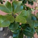 Ligustrum japonicum Blad