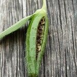 Oenothera biennis Fruit