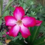 Adenium multiflorum Цвят