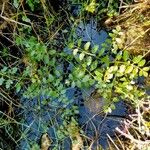 Rorippa nasturtium-aquaticum Leaf