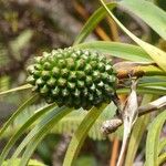 Pandanus montanus ফল