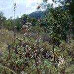 Artemisia chamaemelifolia പുഷ്പം