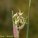 Scheuchzeria palustris Φρούτο