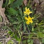 Lithospermum incisum Flower