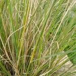 Andropogon distachyos Leaf