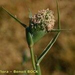 Sporobolus schoenoides Fruit