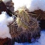 Opuntia macrorhiza Feuille
