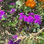 Verbena aristigera Кветка