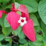 Mussaenda erythrophylla Квітка