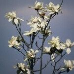 Magnolia campbellii Blüte