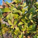 Commiphora madagascariensis Лист