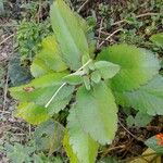 Kalanchoe pinnata 葉