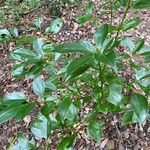 Cinnamomum camphora Folha