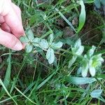 Galium rotundifolium Φύλλο