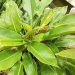 Philodendron martianum Folha