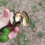 Ungnadia speciosa Fruit