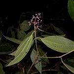 Miconia affinis Blüte