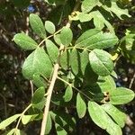 Commiphora mollis Folha