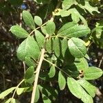 Commiphora mollis Feuille