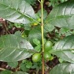 Coffea fotsoana Frucht