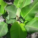 Calathea lutea Folio