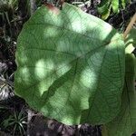 Coccoloba pubescens Leaf