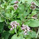 Fedia cornucopiae Цветок