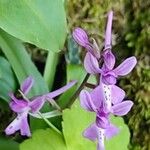 Orchis anatolica Floare