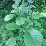 Alnus glutinosa Blad