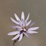 Lessingia nemaclada Flower