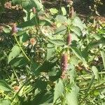 Agastache urticifolia Kukka