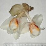 Stanhopea ecornuta Otro