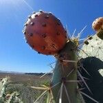 Opuntia littoralis Plod