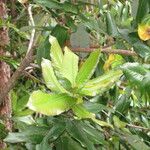 Eucryphia cordifolia Beste bat