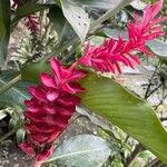 Alpinia purpurata Flower