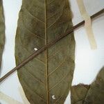 Talisia carinata 其他