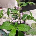 Heliotropium arborescens 花