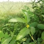 Corchorus olitorius Leaf