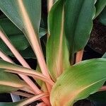 Chlorophytum orchidastrum Bark