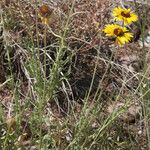 Gaillardia pinnatifida Elinympäristö